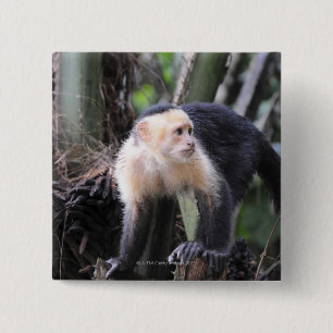 白頭のcapuchin、Cebusのcapucinus。 Playa 缶バッジ