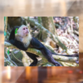 白頭カプチンモンキー用プラビダ ウィンドウサイン (シート2)