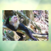 白頭カプチンモンキー用プラビダ ウィンドウサイン (シート3)