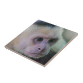 白頭カプチンモンキー用プラビダ タイル (側面)