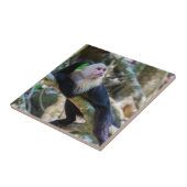 白頭カプチンモンキー用プラビダ タイル (側面)