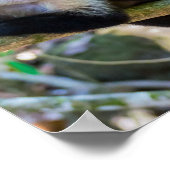 白頭カプチンモンキー用プラビダ ポスター (角)