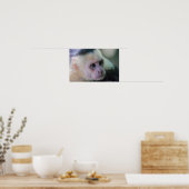 白頭カプチンモンキー用プラビダ ポスター (キッチン)