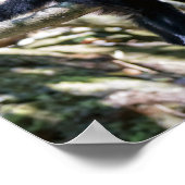 白頭カプチンモンキー用プラビダ ポスター (角)