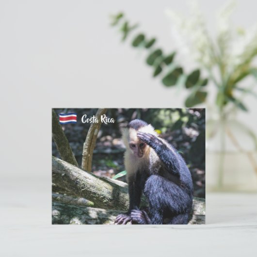 白頭カプチンモンキー用プラビダ ポストカード (スタンド正面)