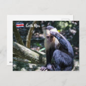 白頭カプチンモンキー用プラビダ ポストカード (正面/裏面)