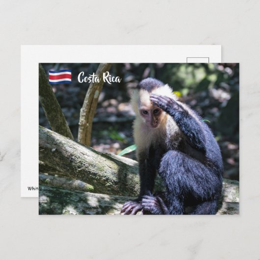 白頭カプチンモンキー用プラビダ ポストカード (正面/裏面)