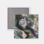 白頭カプチンモンキー用プラビダ マグネット (正面/裏面)