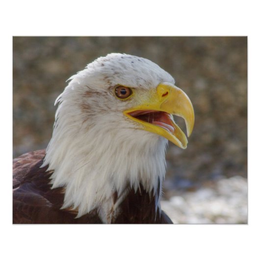 白頭症 ポスター (正面)