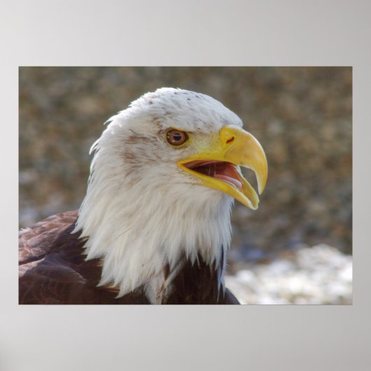 白頭症 ポスター (正面)