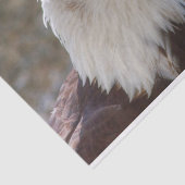 白頭症 薄葉紙 (詳細)