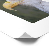 白頭禿イーグル写真 ポスター (角)