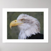 白頭禿イーグル写真 ポスター (正面)