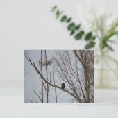 白頭鷲およびBlackhawkの郵便はがき ポストカード (スタンド正面)