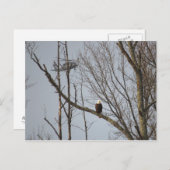 白頭鷲およびBlackhawkの郵便はがき ポストカード (正面/裏面)