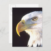 白頭鷲のポートレート、Haliaeetusのleucocephalus、 ポストカード (正面/裏面)