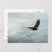 白頭鷲及び山 ポストカード (正面/裏面)