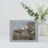 白頭鷲家族のポートレート ポストカード (スタンド正面)