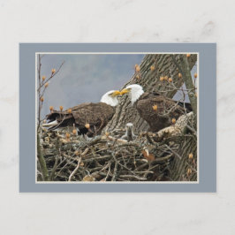 白頭鷲家族のポートレート ポストカード