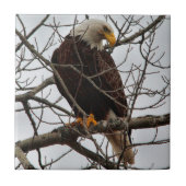 白頭鷲 タイル (正面)