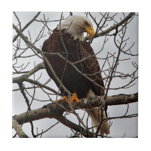 白頭鷲 タイル (正面)