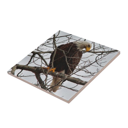 白頭鷲 タイル (側面)