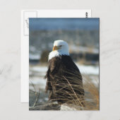 白頭鷲 ポストカード (正面/裏面)
