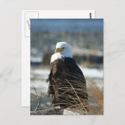 白頭鷲 ポストカード (正面/裏面)