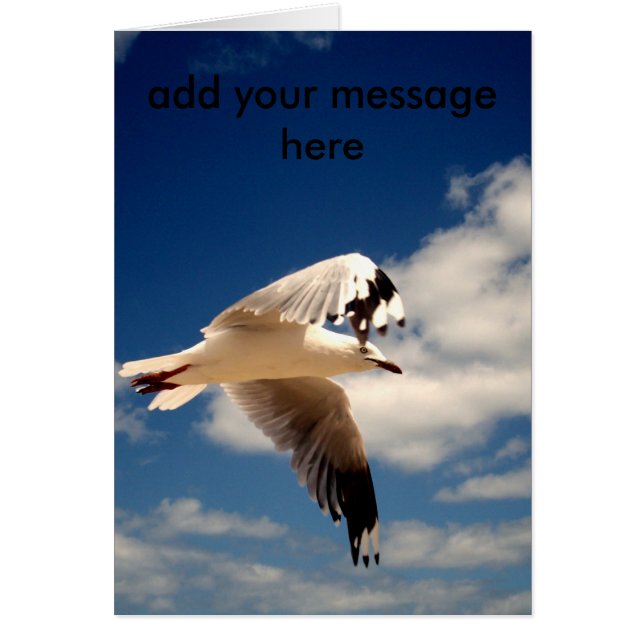 白飛んでいるいカモメ (正面)