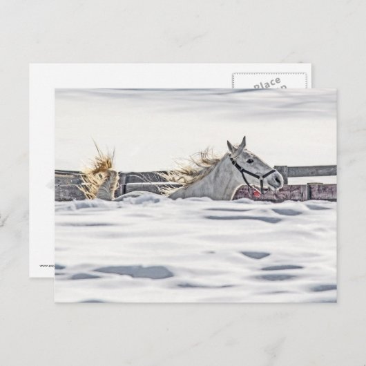 白馬が雪の中を駆け回る ポストカード (正面/裏面)