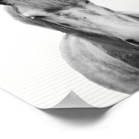 白馬と白馬の白馬の写真 ポスター (角)