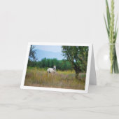 白馬と緑の草原 カード (正面)