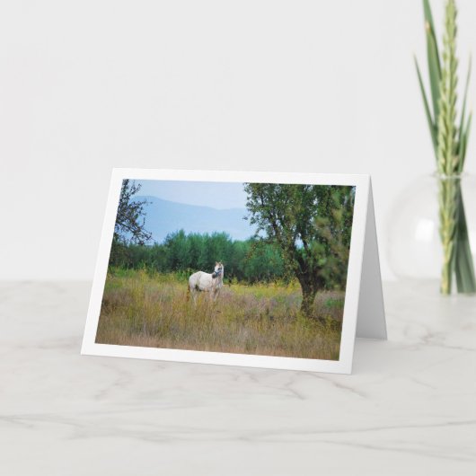 白馬と草原 カード (正面)
