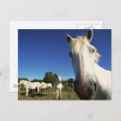 白馬の群れ ポストカード (正面/裏面)