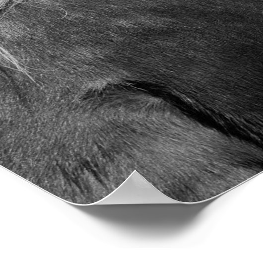 白馬の馬の馬の写真 ポスター (角)