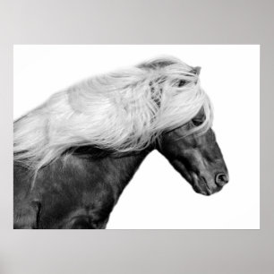 白馬の馬の馬の写真 ポスター