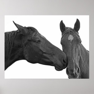 白馬の馬の馬の写真 ポスター