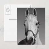 白馬はがき ポストカード (正面/裏面)