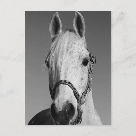 白馬はがき ポストカード (正面)