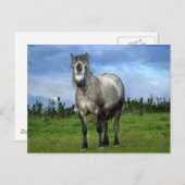 白馬ポートレート ポストカード (正面/裏面)