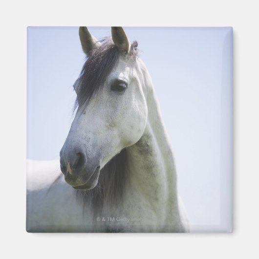 白馬ポートレート マグネット (正面)