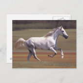 白馬ランニングの野原 ポストカード (正面/裏面)