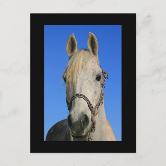 白馬葉書 ポストカード (正面)