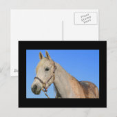 白馬葉書 ポストカード (正面/裏面)