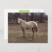 白馬葉書 ポストカード (正面/裏面)