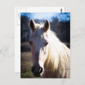 白馬葉書 ポストカード (正面/裏面)