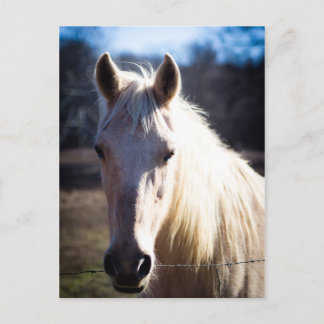 白馬葉書 ポストカード