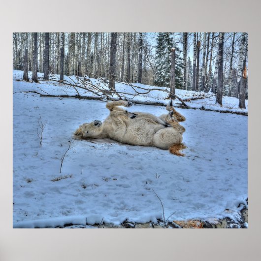 白馬転がの冬の雪写真 ポスター (正面)