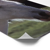 白馬頭 ポスター (角)