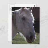 白馬頭 ポストカード (正面/裏面)
